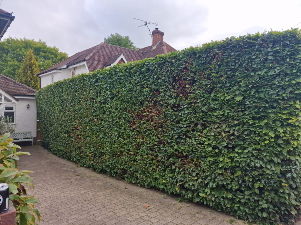 hedge trimming